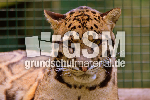 Nebelparder (18).jpg